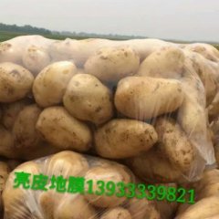 河北玉田早大白亮皮光滑