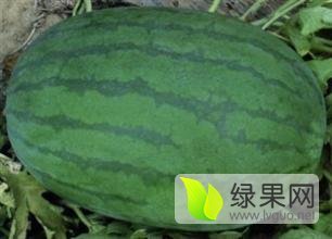河北阜城冠龙西瓜著名品牌
