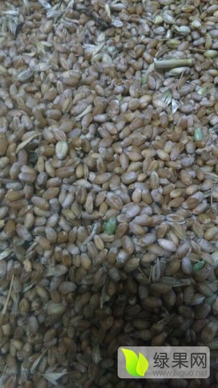 2016年河南夏邑永良4号价格