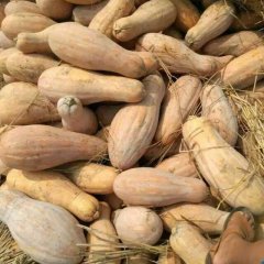 湖北嘉鱼密本南瓜价格行情平稳