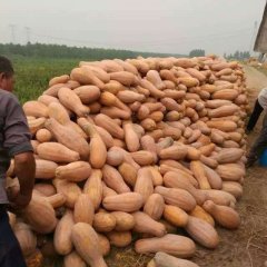 嘉鱼密本南瓜量大质优诚信合作