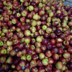 安徽砀山露天油桃毛开始上市了