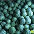 江苏丰县8424西瓜著名品种