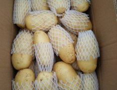 曲阜京福宋爱仲5月荷兰十五土豆