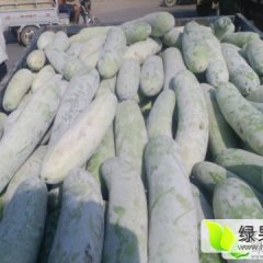 中牟冬瓜质量上乘,韩寺张伟杰诚信合作