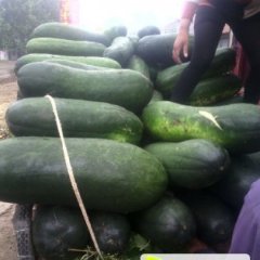 河南中牟子弹头黑皮冬瓜产销两旺