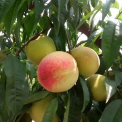 尉氏其蜜桃营养丰富,张市沈志浩诚信合作