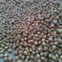 平度洋葱著名品种古岘李强诚信合作