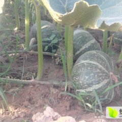 2016兰陵南瓜今年价格有看点