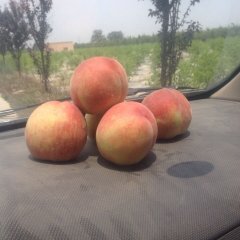 2016大荔蜜桃现在订货有惊喜