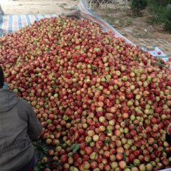 陕西大荔中油5号油桃何去何从