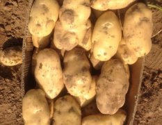 万福盛：2016惠民土豆大量上市