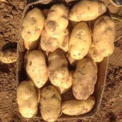 万福盛：2016惠民土豆大量上市