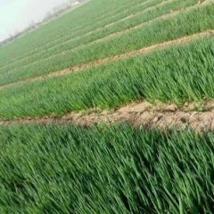 诸城石桥魏火德6月铁杆大葱