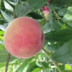 大荔陕西李海龙6月 突围桃