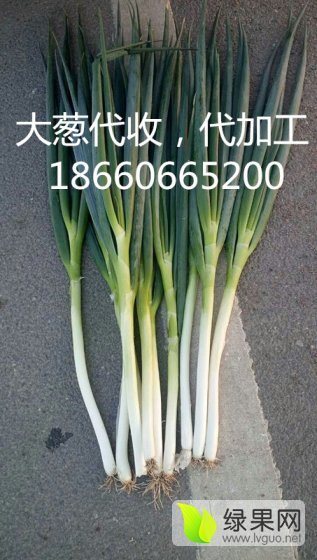 2015年山东安丘铁杆大葱价格