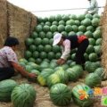 山东东昌府京欣西瓜著名品种