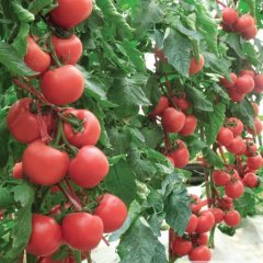 2016饶阳西红柿俏销大江南北