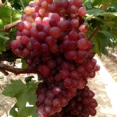 河北饶阳红宝石无核葡萄价格适宜