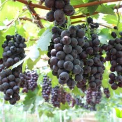 河北饶阳三汇葡萄产业园