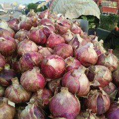 河南汝州红皮洋葱著名品牌