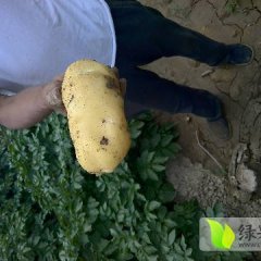 惠民县土豆以上市