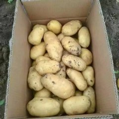 2016定兴土豆价格波动不大