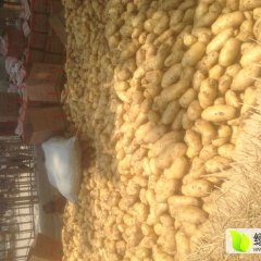 昌邑荷兰十五土豆大量上市中