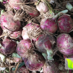 河北藁城本地红皮洋葱已大量上市