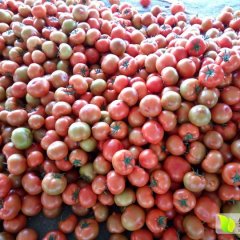 山东山东齐达利西红柿名扬天下