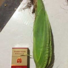 金乡玉米火热上市,兴隆鲁金诚信合作