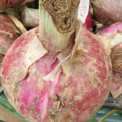 通许洋葱产销两旺兰南王小东诚信合作