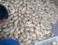 2016安丘土豆今年价格有看点