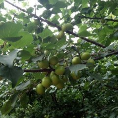 武城杏子上货量大,郝王李先生诚信合作