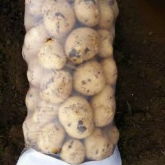 陕西华县克新一号土豆口感爽口