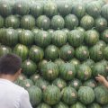清苑蒋庄韩国顺西瓜供应
