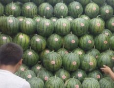 清苑蒋庄韩国顺西瓜供应
