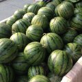 河南新乡县花皮无籽西瓜香甜可口