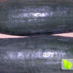 湖北嘉鱼子弹头黑皮冬瓜绿色无公害