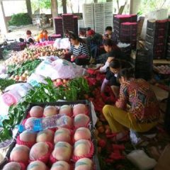 2017满城红岗山大量上市中