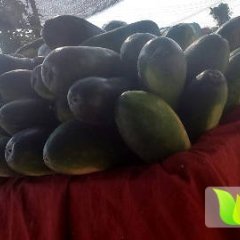 河南中牟子弹头黑皮冬瓜香甜可口