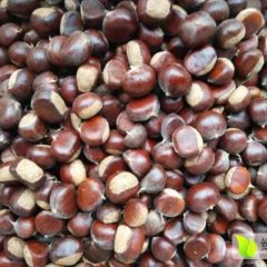 山东泰安栗子代收批发2017价格