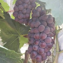 永年张西李聚涛7月京亚葡萄