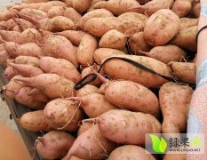 开封县红薯质量上乘,河南王云龙诚信合作