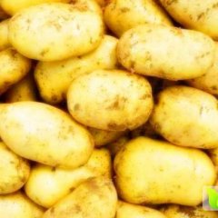 平度土豆随行就市,白沙何俊贤诚信合作