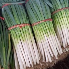 山东安丘铁杆大葱