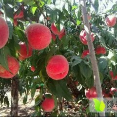 安丘蜜桃名扬天下,安丘王保刚诚信合作