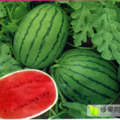 凌海右卫交友瓜果蔬菜合作社西瓜大量上市