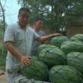 大量供应金成五号