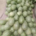 寒亭万福张三军4月早春红玉西瓜